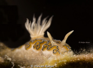 Doriprismatica sp . Night dive in Romblon island by Hakan Basar 